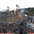 16_00-nest.jpg