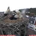 16_05-nest.jpg