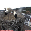 16_15-nest.jpg