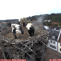 16_20-nest.jpg