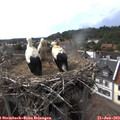 16_25-nest.jpg