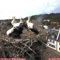 16_30-nest.jpg