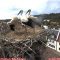 16_35-nest.jpg