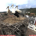 16_40-nest.jpg