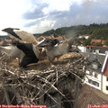 16_45-nest.jpg