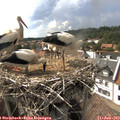 16_50-nest.jpg
