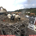 16_55-nest.jpg