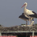 17_00-mast.jpg