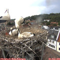 17_00-nest.jpg