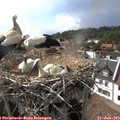 17_05-nest.jpg