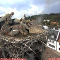 17_10-nest.jpg