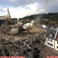 17_15-nest.jpg