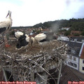 17_20-nest.jpg