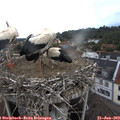 17_25-nest.jpg