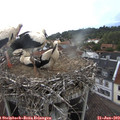 17_30-nest.jpg