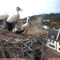 17_35-nest.jpg