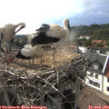 17_40-nest.jpg