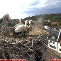 17_45-nest.jpg