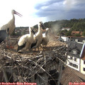 17_50-nest.jpg