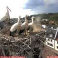 17_55-nest.jpg