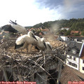 18_00-nest.jpg