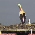 18_05-mast.jpg