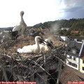 18_05-nest.jpg