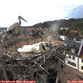 18_10-nest.jpg