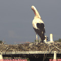 18_15-mast.jpg