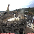 18_15-nest.jpg