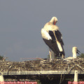 18_20-mast.jpg