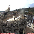 18_20-nest.jpg