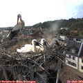 18_25-nest.jpg