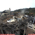 18_30-nest.jpg