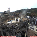 18_35-nest.jpg