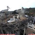18_40-nest.jpg