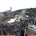 18_45-nest.jpg