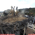 18_50-nest.jpg