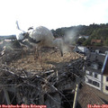 18_55-nest.jpg