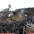 19_00-nest.jpg