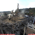 19_05-nest.jpg