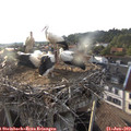 19_10-nest.jpg