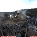19_15-nest.jpg