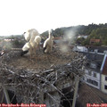 19_20-nest.jpg
