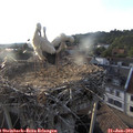 19_30-nest.jpg