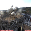 19_35-nest.jpg