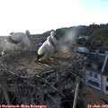 19_40-nest.jpg