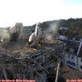 19_45-nest.jpg
