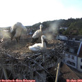 19_50-nest.jpg