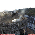 19_55-nest.jpg